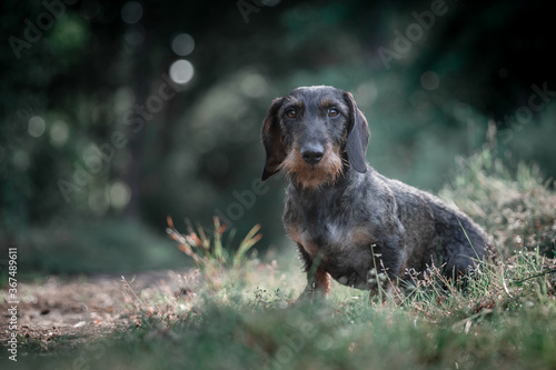 Wirehaired doxie in the forest