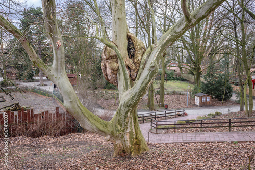 Huge burl on the London planetree in zoo in Torun historical city, north central Poland photo