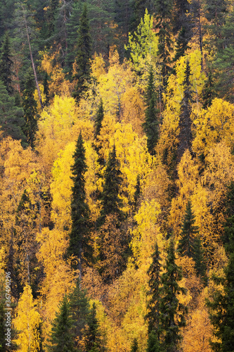 Autumn foliage in Finnish Lapland  Northern Europe