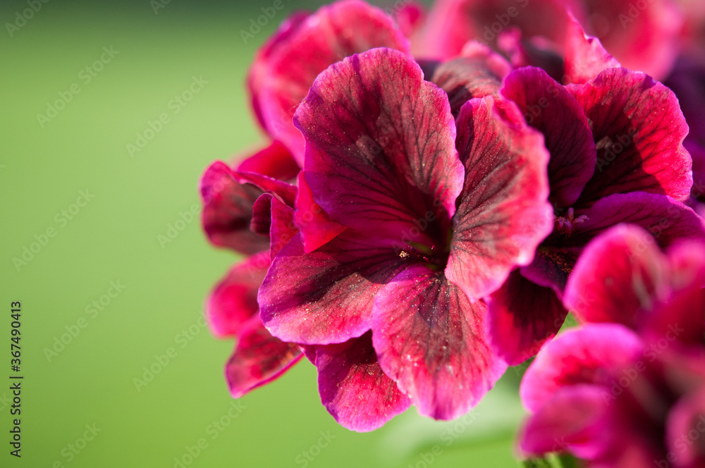 Elegance Burgundy, Regal Geranium Elegance Burgundy, Regal Geranium