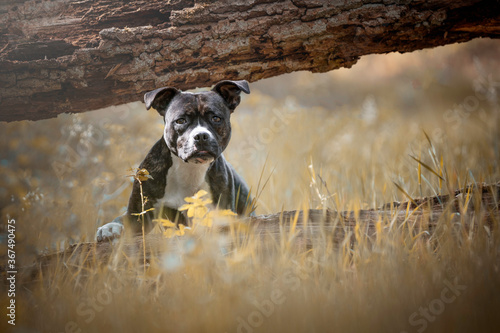 Staffordshire Bullterrier lying down in the forest