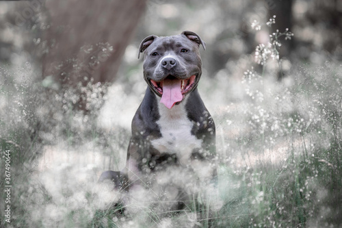 Portrait of a grey American Staffordshire Terrier photo