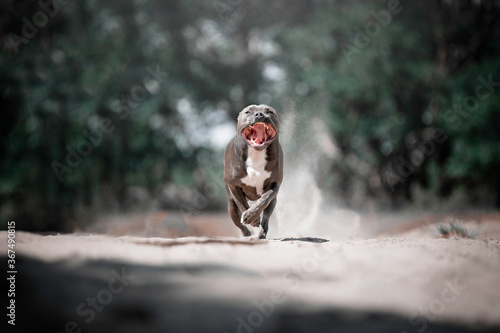 Grey American Staffordshire Terrier running