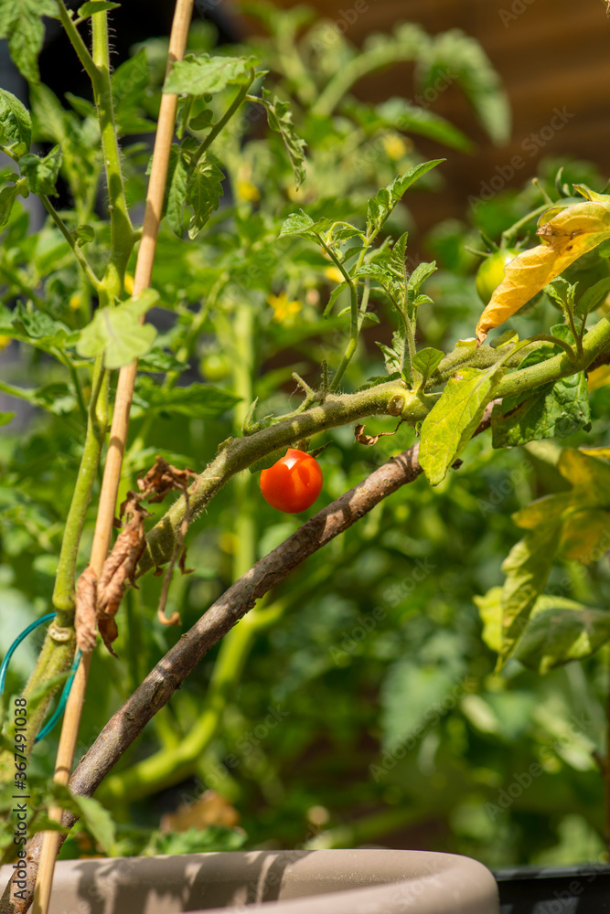 single red tomato in green shrub