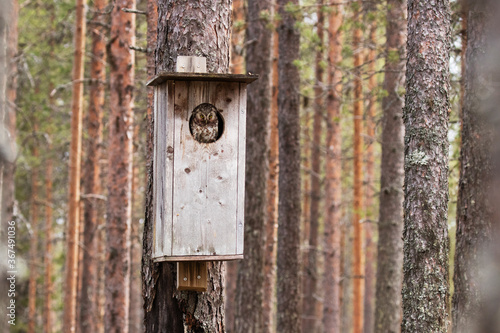 Small Boreal owl staring from a nesting box in a Finnish taiga forest