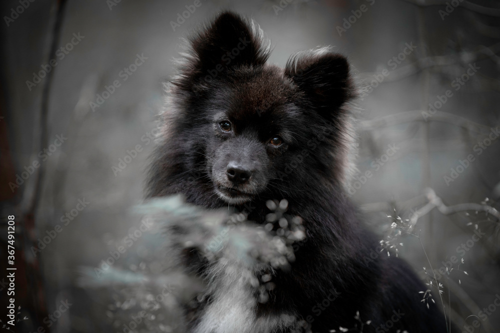Portrait of a Pomsky with a head tilt Portrait of a Pomsky with a head tilt