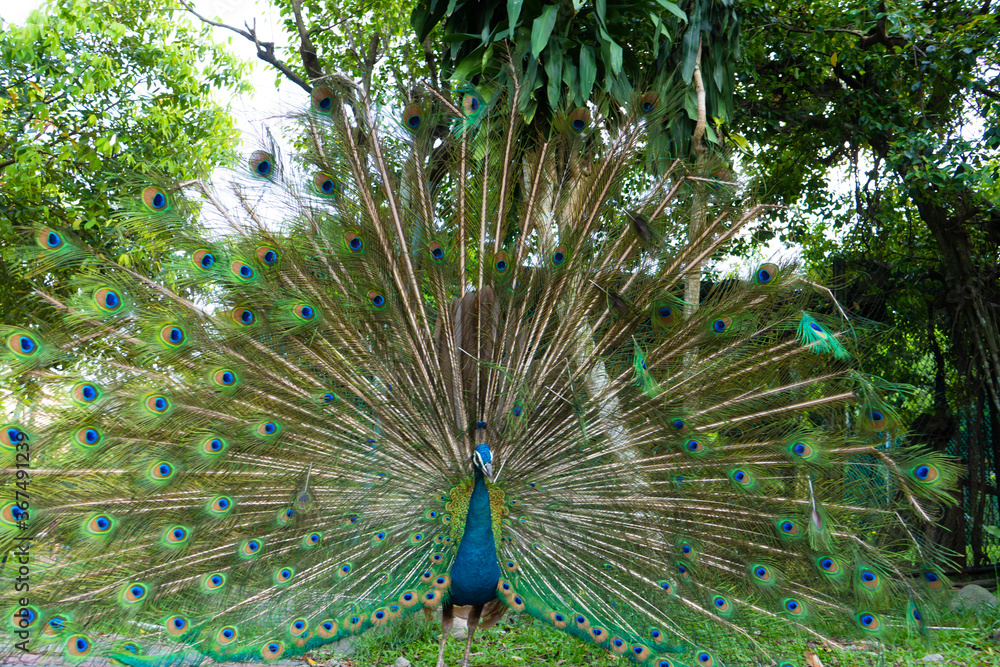 Obraz premium Beautiful well-groomed male peacock, spreading its tail, luxurious tail, flirts with a female