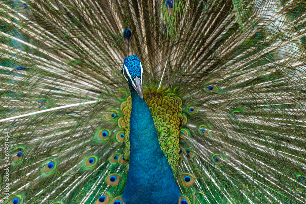 Obraz premium Beautiful well-groomed male peacock, spreading its tail, luxurious tail, flirts with a female