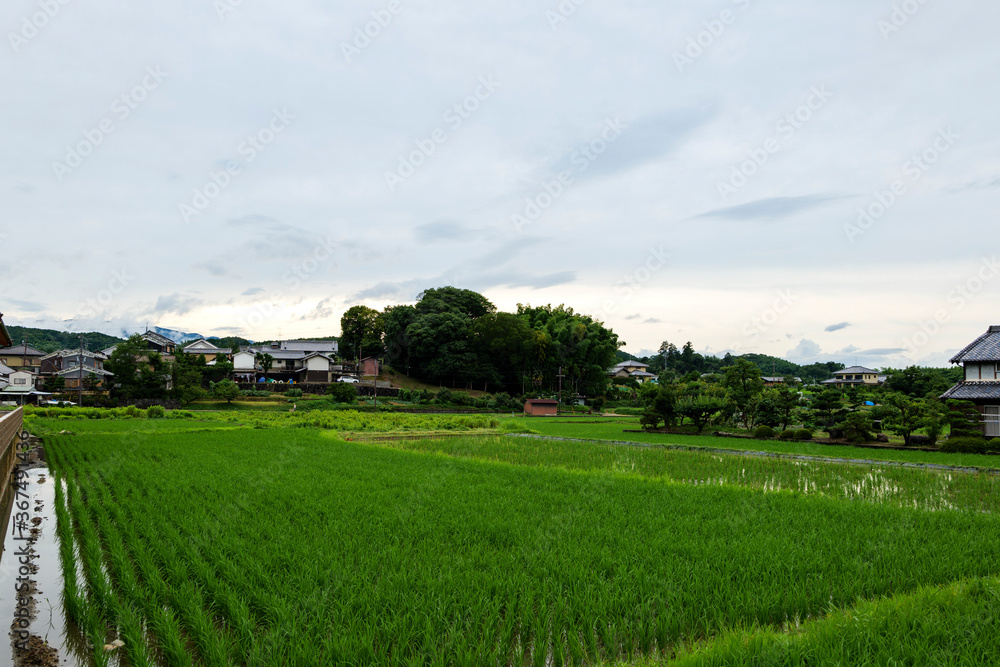 A summer rainy day in a rural village in Nara Prefecture, Japan, with rice planted in the fields