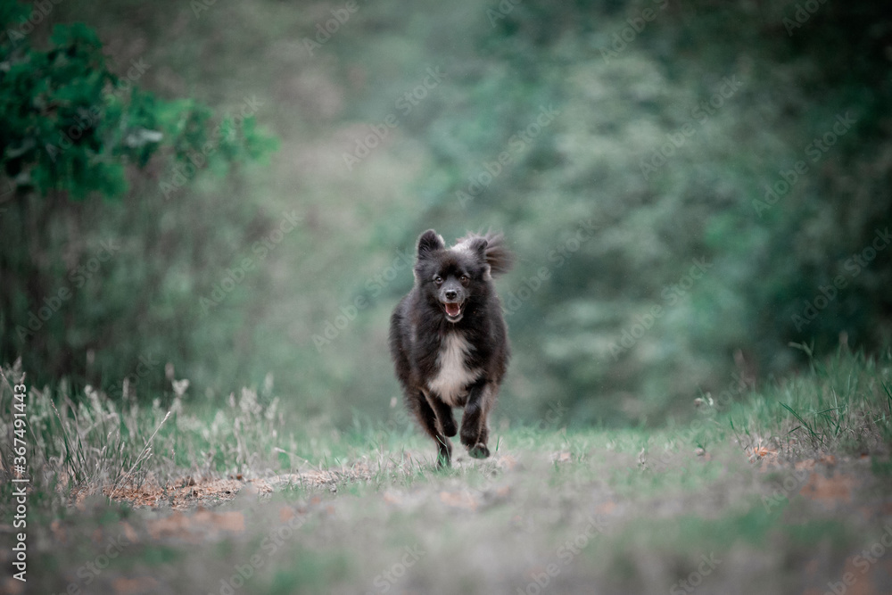 Pomsky running in the grassland Pomsky running in the grassland