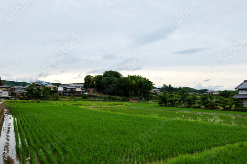 A summer rainy day in a rural village in Nara Prefecture  Japan  with rice planted in the fields