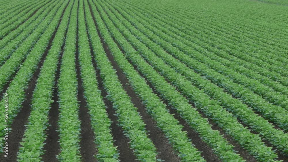 rows of plants rows of plants