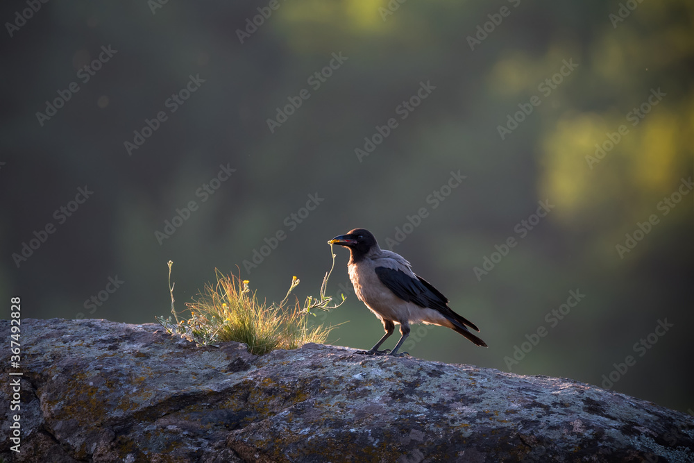 Hooded crow bird sits on big gray stone Hooded crow bird sits on big gray stone