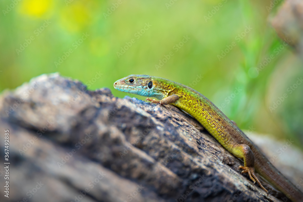 Bright green lizard sitting on stone Bright green lizard sitting on stone