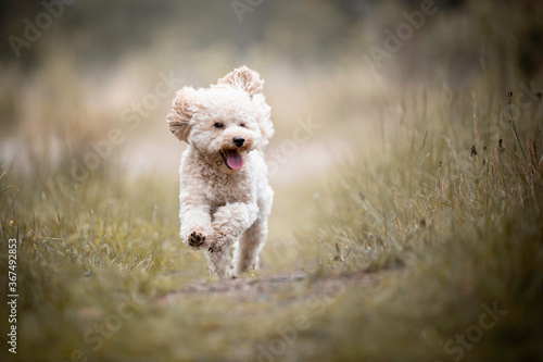 Small Poodle running around in the grass