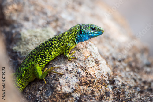 Close-up of bright green lizard