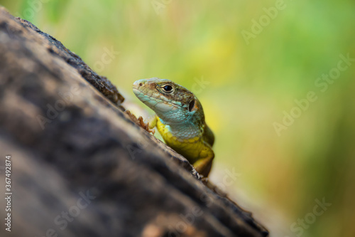 Bright green lizard sitting on a stone