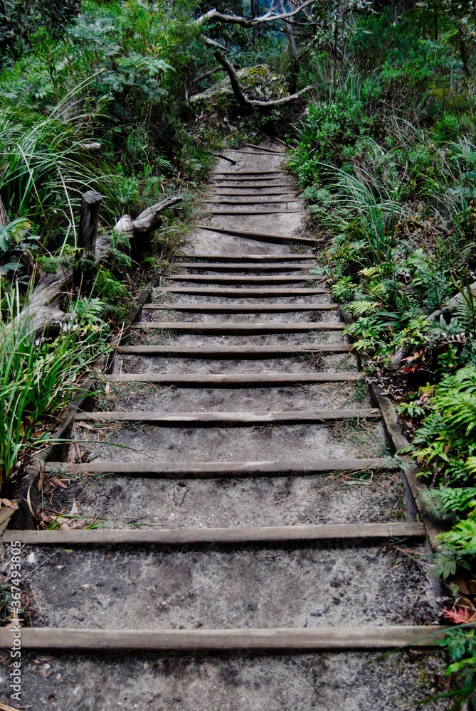 The bush trail in the Blue Mountains national park in Australia 