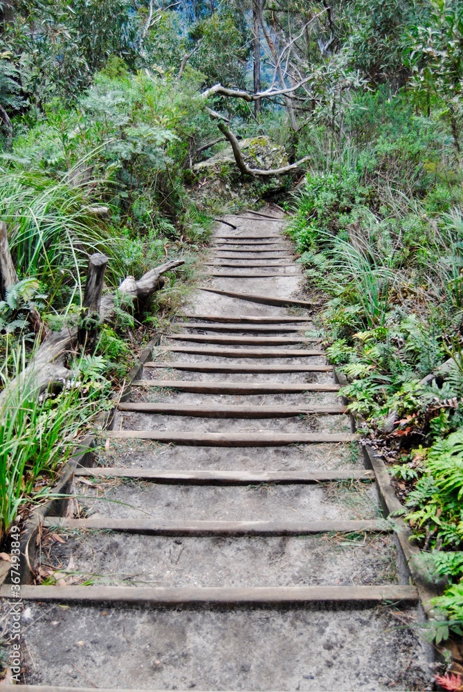 The bush trail in the Blue Mountains national park in Australia The bush trail in the Blue Mountains national park in Australia