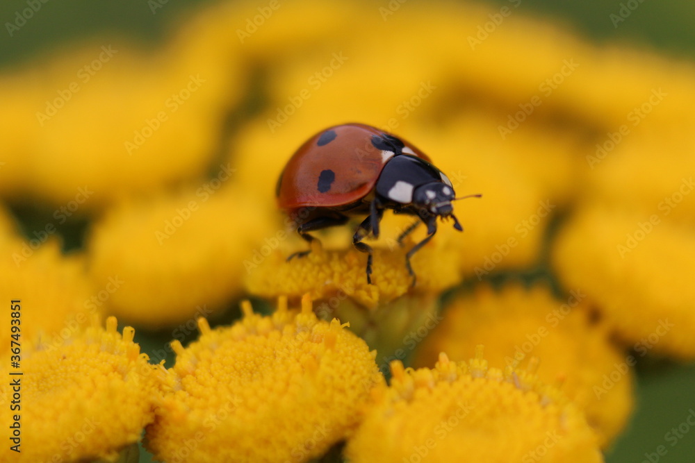 Naklejka premium Kleiner Marienkäfer