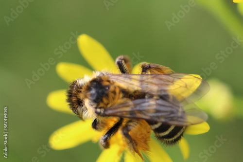 Biene auf Blüte © Franziska
