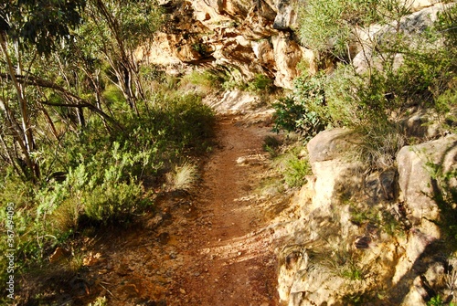 The bush trail in the Blue Mountains national park in Australia 