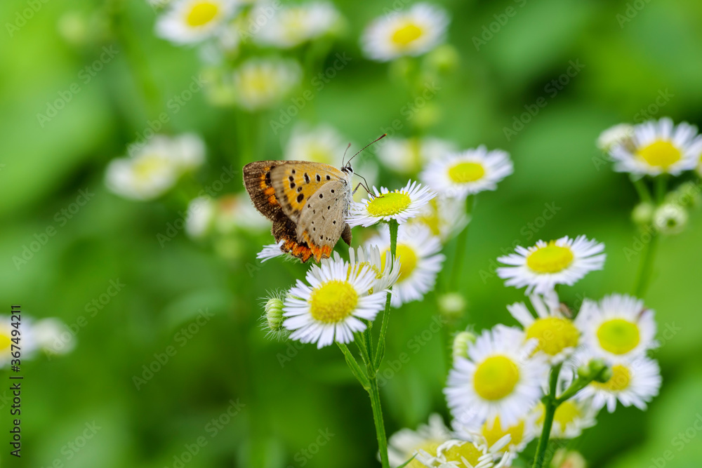 A butterfly perched on a small white flower on a sunny day in midsummer A butterfly perched on a small white flower on a sunny day in midsummer