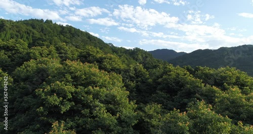 Aerial close up view of summer forest Nanmu tree top under the blue sky with white clouds in Dujiangyan Sichuan China 4k nature landscape footage  photo