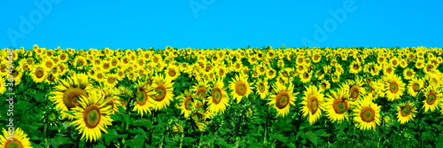 Wonderful panoramic view of the sunflower field in summer. Background blurred