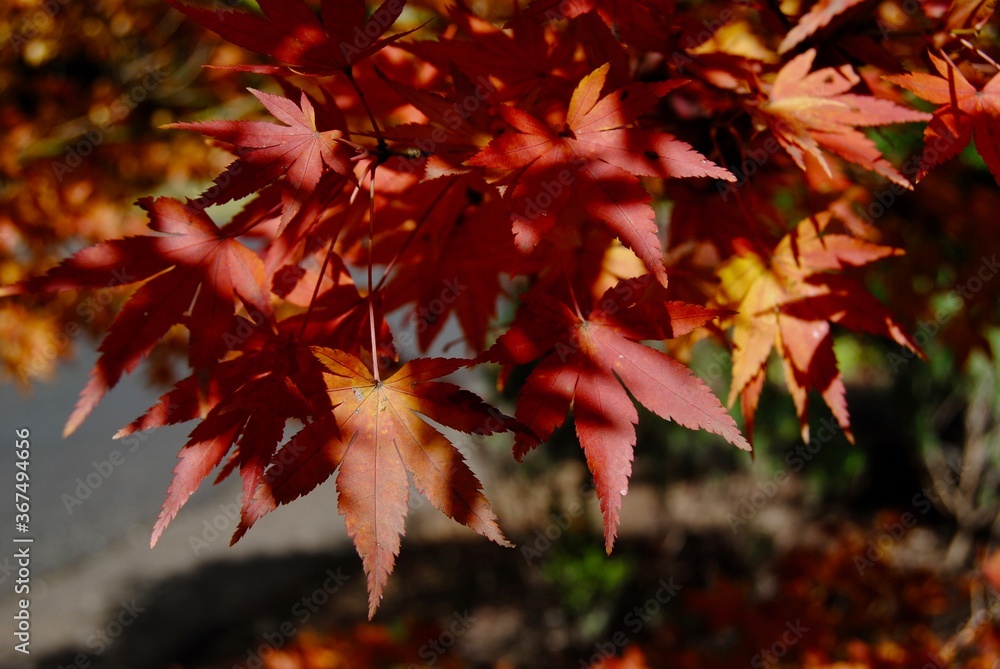 The colourful yellow, orange and red leaves in autumn The colourful yellow, orange and red leaves in autumn