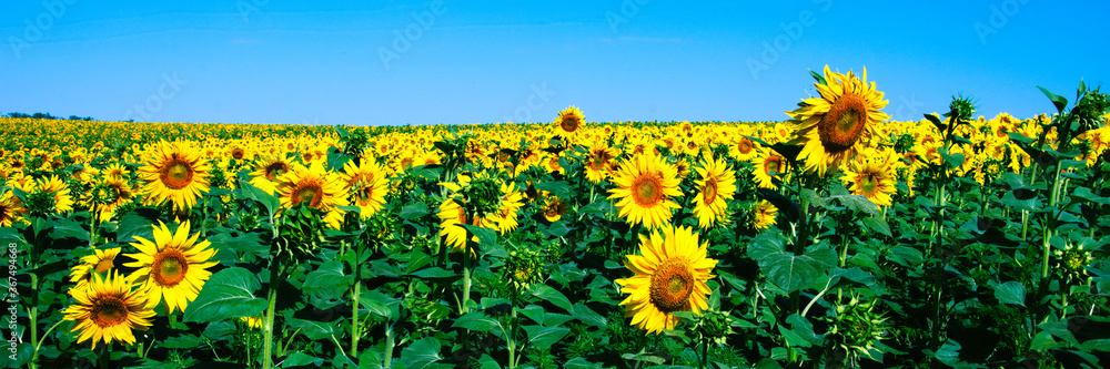 Fototapeta premium Wonderful panoramic view of the sunflower field in summer. Background blurred
