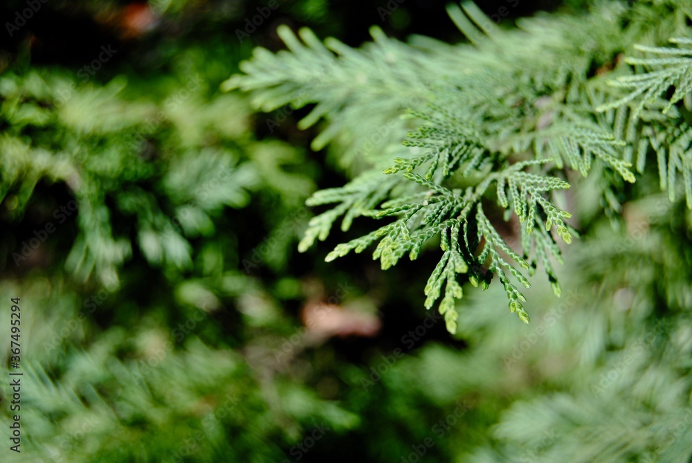 Green shrub trees in the garden Green shrub trees in the garden