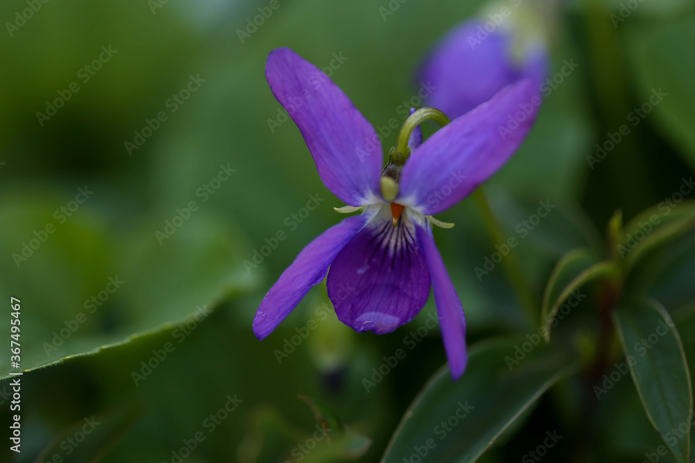 Pretty purple violet flower close up Pretty purple violet flower close up