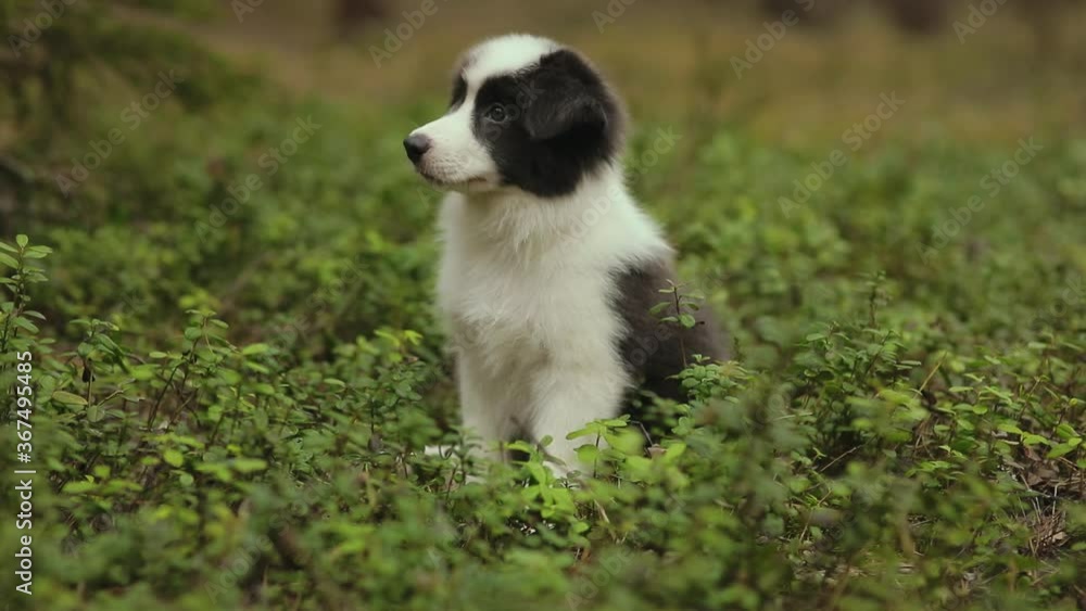 Cute Puppies of border collie sit on the grass in a beautiful forest Cute Puppies of border collie sit on the grass in a beautiful forest