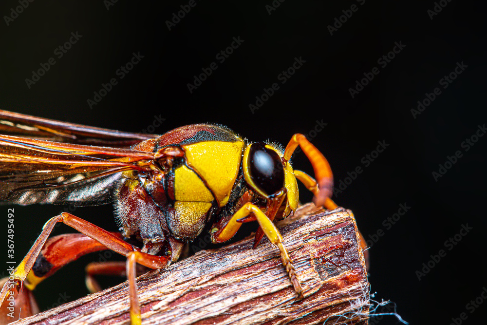 Fotka „Black back mudwasp is a common in Southeast Asia. These