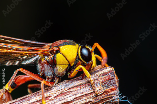Black back mud-wasp is a common hornet in Southeast Asia. These hornets are poisonous in the bottom to be used to attack prey or invasive enemies.