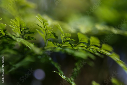 Fern fronds close up in natural setting