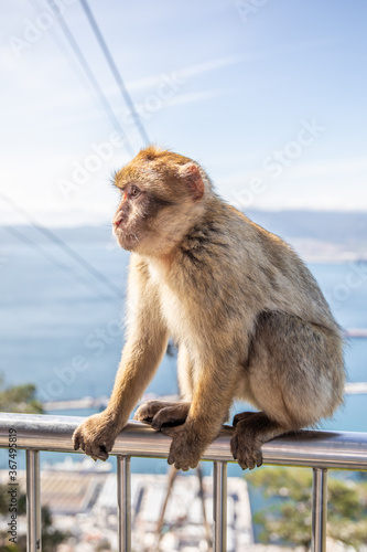 Monkey at Gibraltar © Nicholas Art