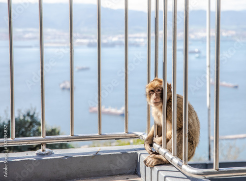 Monkey at Gibraltar