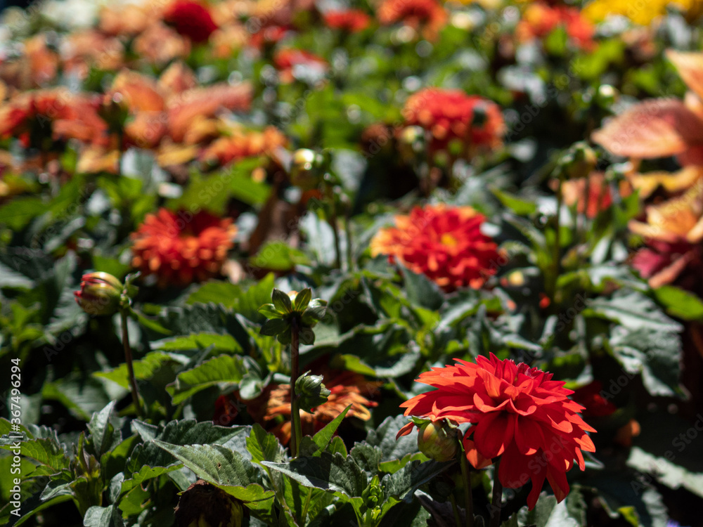 Red flower in garden, background plus flowers Red flower in garden, background plus flowers