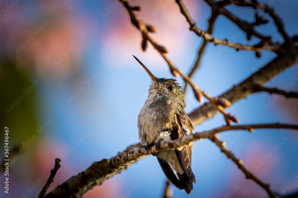 Fototapeta premium colibri