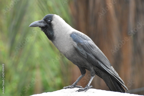 crow on the ground