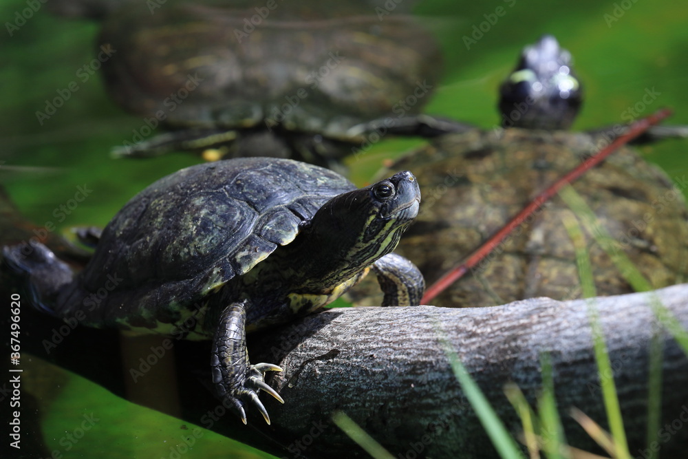 Obraz premium turtle in the grass