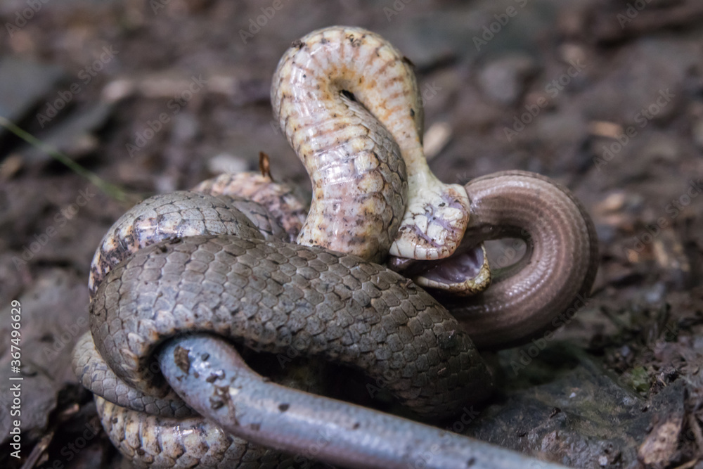 Smooth snake (Coronella austriaca)