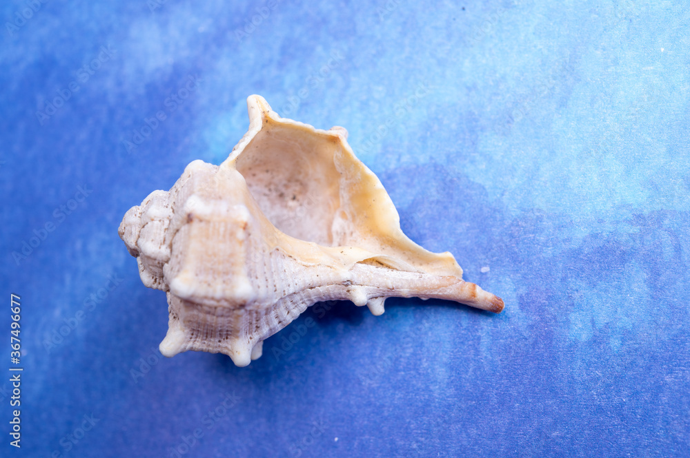 Summer vacation on sea concept with sea shells and blue background copy space Summer vacation on sea concept with sea shells and blue background copy space