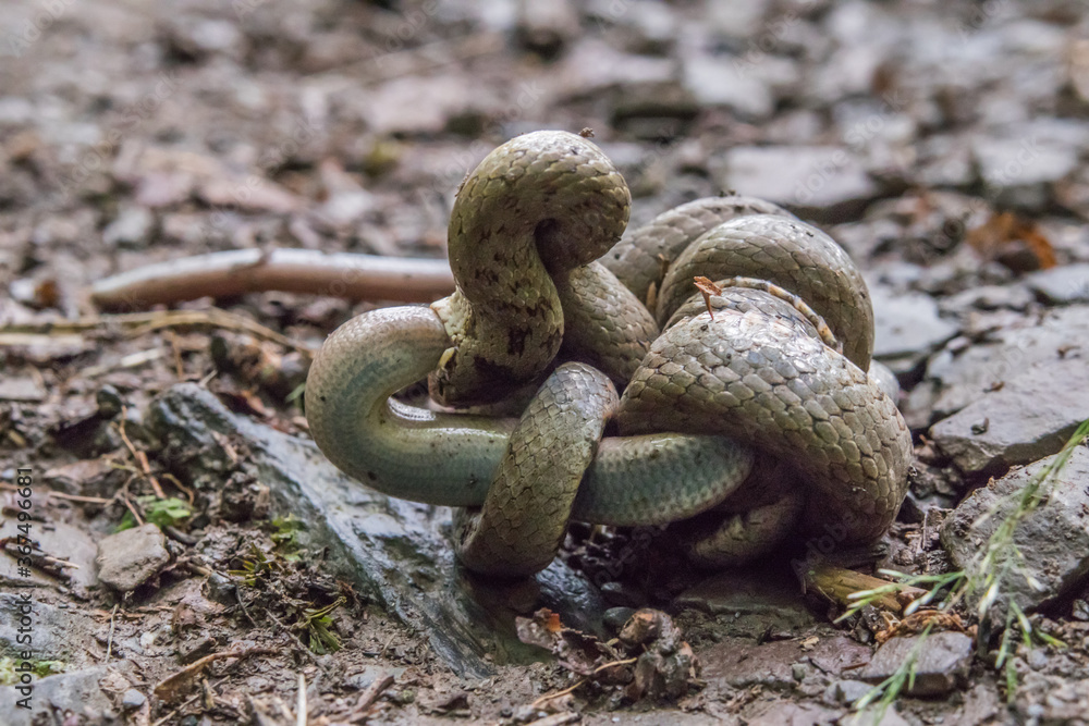 Smooth snake (Coronella austriaca)
