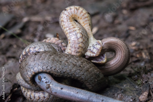 Obraz na płótnie Smooth snake (Coronella austriaca) w salonie