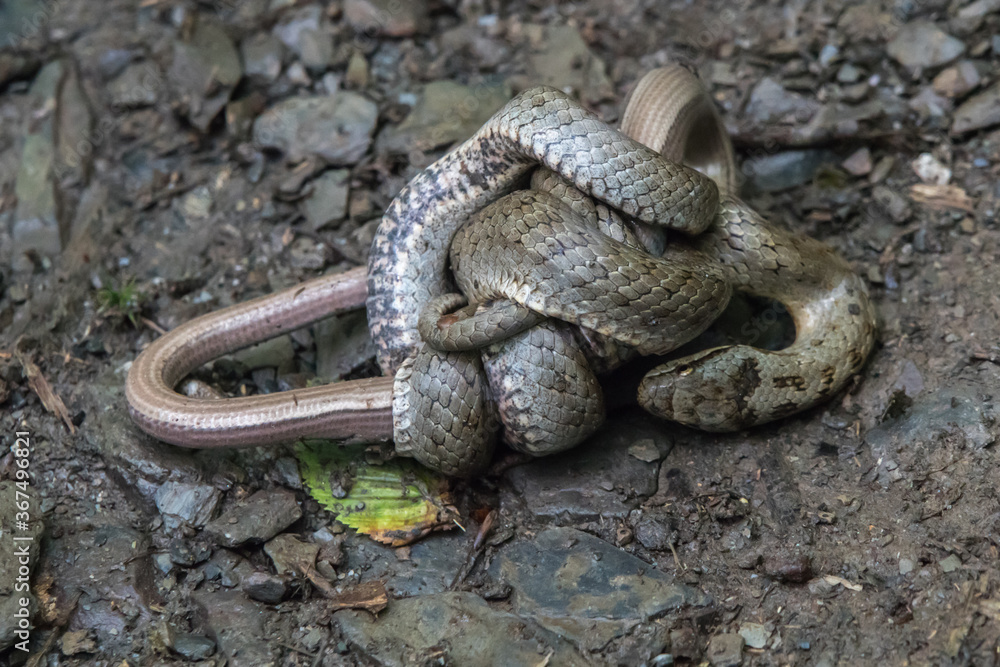 Smooth snake (Coronella austriaca)