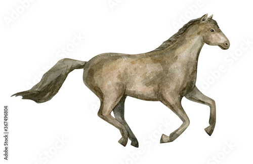 Watercolor hand-painted horse. Free running mustang. Beautiful purebred red horse isolated on white background. © Kate K.