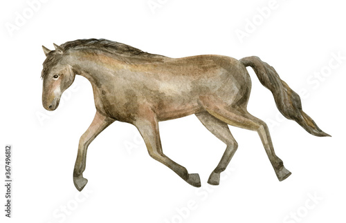 Watercolor hand-painted horse. Free running mustang. Beautiful purebred red horse isolated on white background.